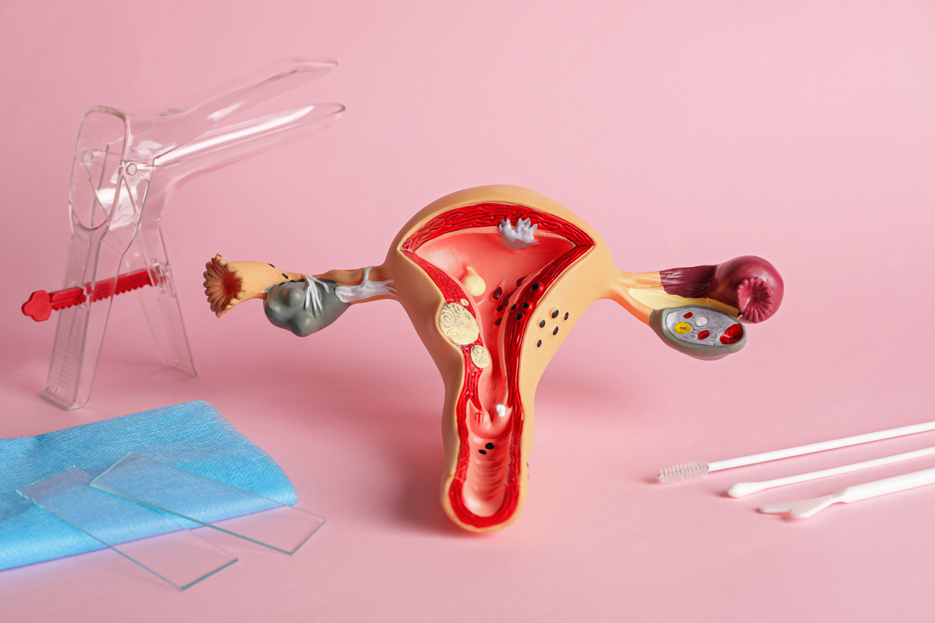 An anatomical model of a vagina surrounded by medical tools.